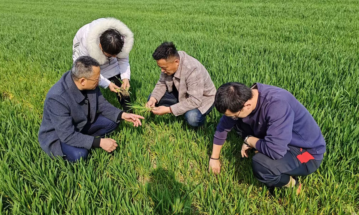 中化化肥苏皖大区工作人员走进安徽亳州田间地头，为农户提供农业技术指导。